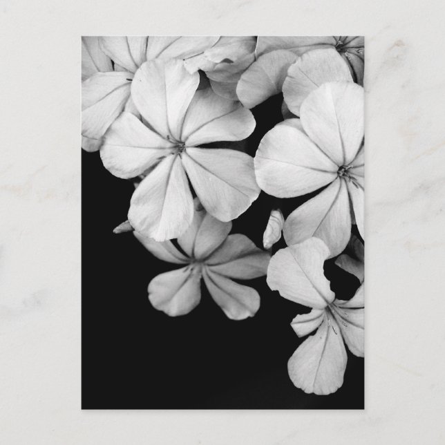Svarta och vita blommor vykort (Framsida)