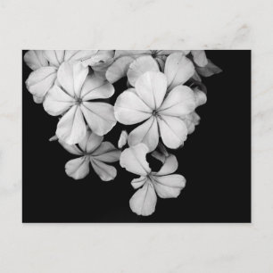 Svarta och vita blommor vykort