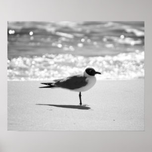 Svarta och vita Bonapartes gull på Beach 16 x 20 Poster