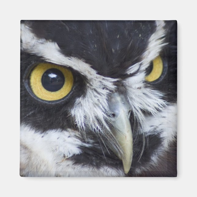 Svarta och vita fläckade Uggla Magnet (Framsidan)