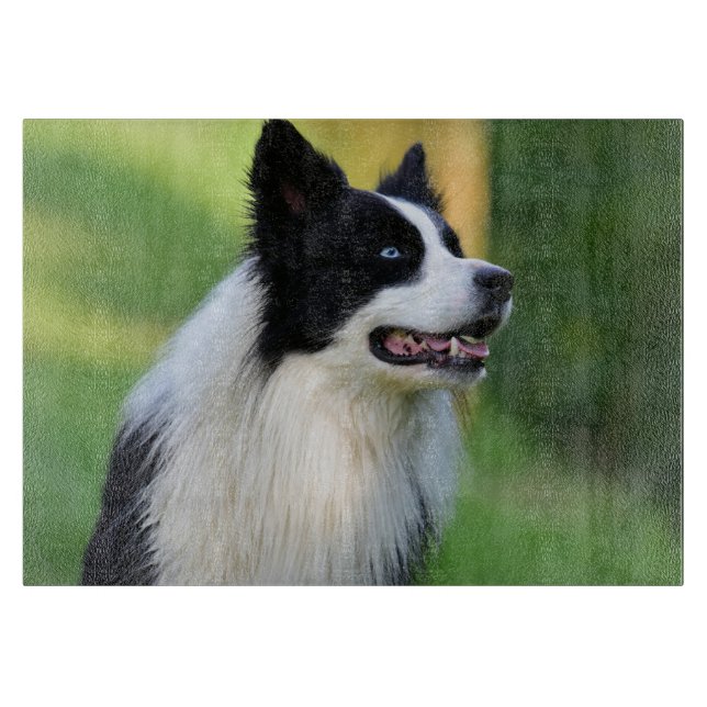Svarta och vita Gräns Collie Hund (Framsidan)