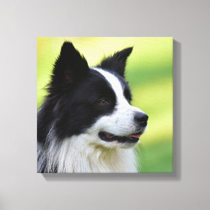 Svarta och vita Gräns Collie Hund Canvastryck