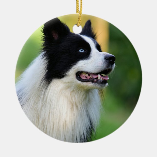 Svarta och vita Gräns Collie Hund Julgransprydnad Keramik (Framsidan)