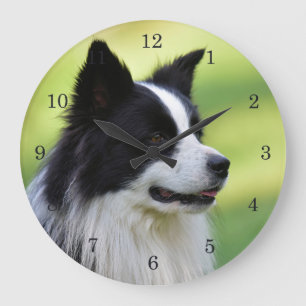 Svarta och vita Gräns Collie Hund Stor Klocka