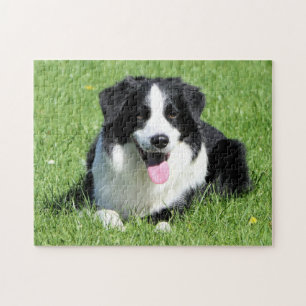 Svarta och vita Gräns Collie Pussel
