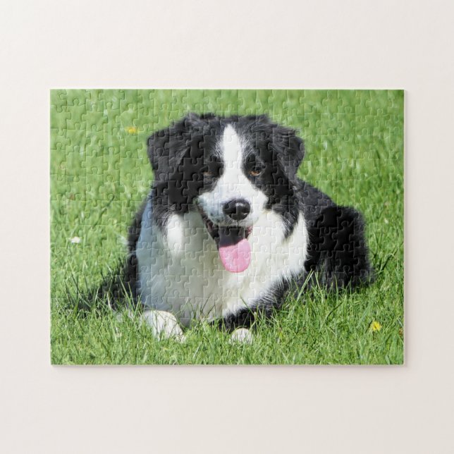 Svarta och vita Gräns Collie Pussel (Horisontell)