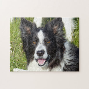 Svarta och vita Gräns Collie Pussel