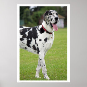 Svarta och vita Great dane Poster