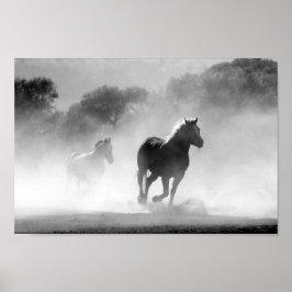 Svarta och vita hästar poster