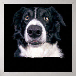 Svarta och vita Hund Ansikte Poster