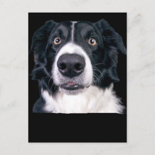 Svarta och vita Hund Ansikte Vykort