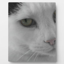 Svarta och vita katter ansikte