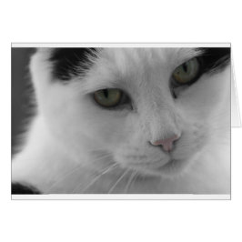 Svarta och vita katter ansikte hälsningskort