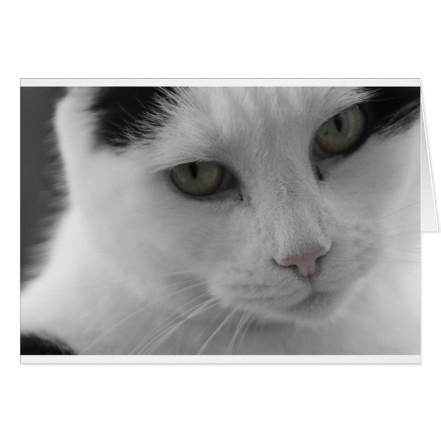 Svarta och vita katter ansikte hälsningskort (Framsidan Horizontal)