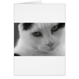 Svarta och vita katter ansikte hälsningskort