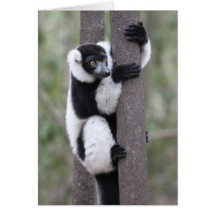 Svarta och vita ruffade Lemur på Träd Hälsningskort