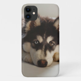 Svarta och vita siberian husky