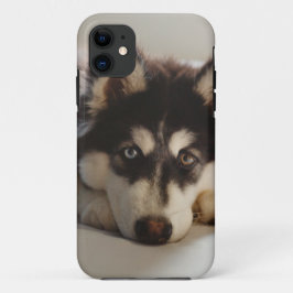 Svarta och vita siberian husky