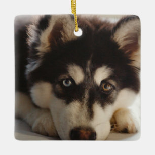 Svarta och vita siberian husky julgransprydnad keramik