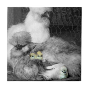 Svarta och vita Silkie-kycklingar med Chick av gul Kakelplatta