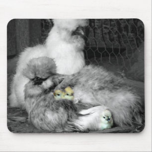 Svarta och vita Silkie-kycklingar med Chick av gul Musmatta