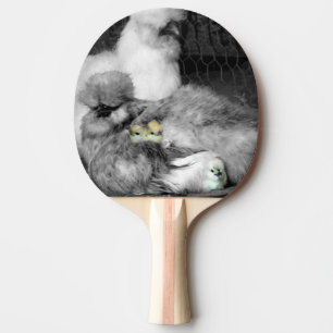 Svarta och vita Silkie-kycklingar med Chick av gul Pingisracket