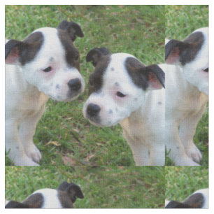 Svarta och vita Stafford Bull Terrier-valpar Tyg