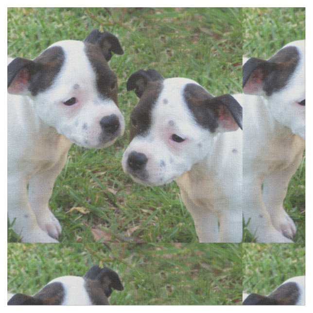 Svarta och vita Stafford Bull Terrier-valpar Tyg (Närbild)