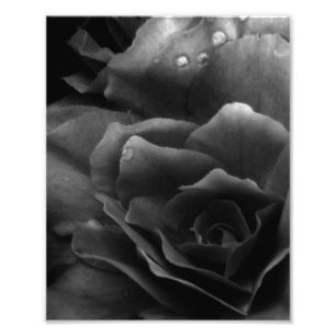 Svarta och vita stängningar av en Dubbla Begonia Fototryck