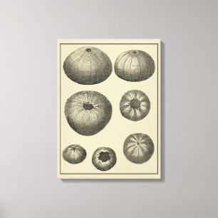 Svarta och vita stjärnor canvastryck