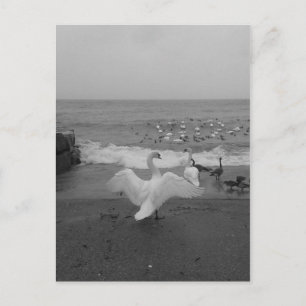 Svarta och vita Svanar och fåglar på Sjö Ontario Vykort