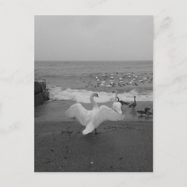 Svarta och vita Svanar och fåglar på Sjö Ontario Vykort (Framsida)