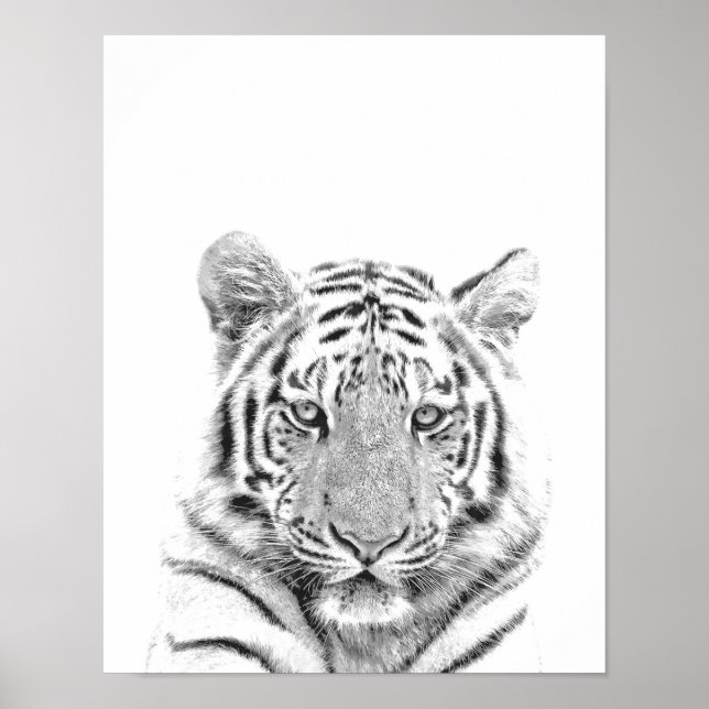 Svarta och vita tigern Porträtt Poster (Framsidan)