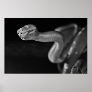 Svarta och vita Träd Boa Poster