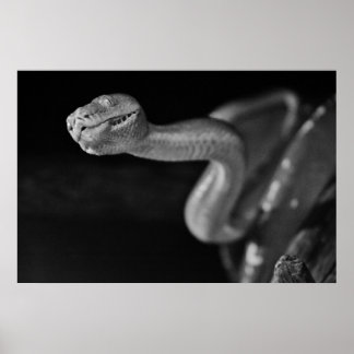 Svarta och vita Träd Boa Poster