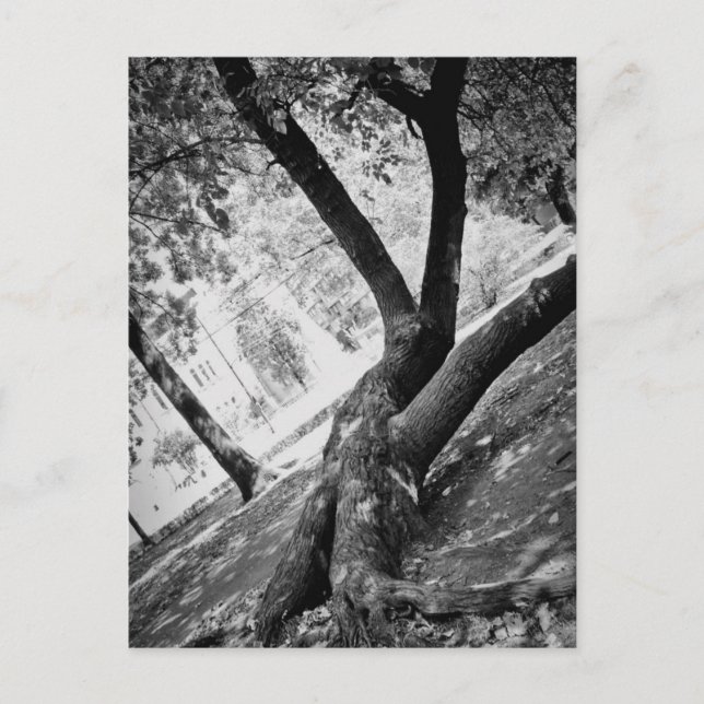 Svarta och vita träd vykort (Framsida)