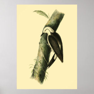 Svarta och vita träknare Poster