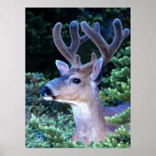Svarta svan-Hjort Nationalpark i Olympiska spele Poster