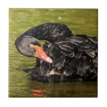 Svarta Svan i dammen