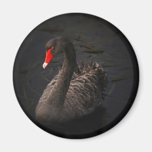 Svarta svanen magnet