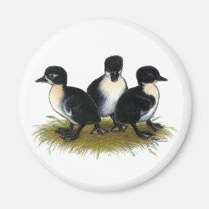Svarta Svenska Ankungar Magnet