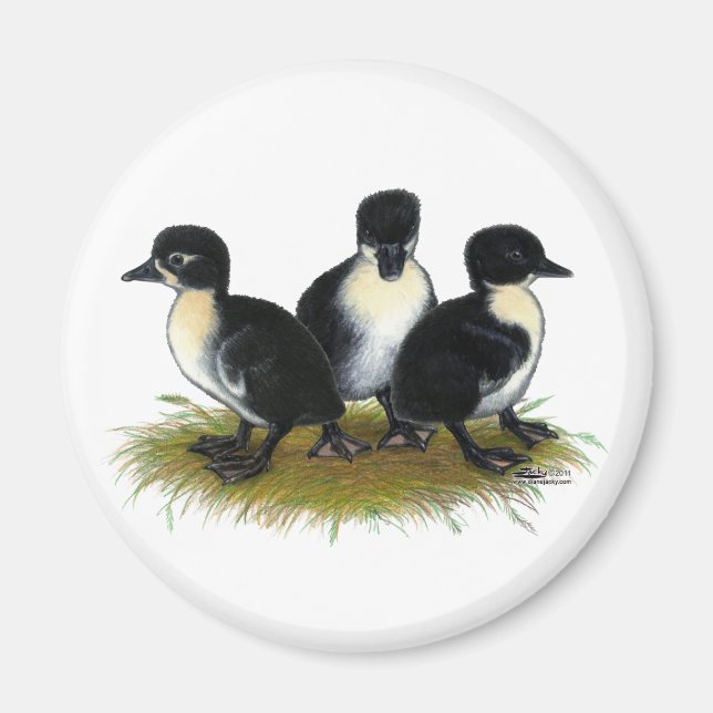 Svarta Svenska Ankungar Magnet (Framsidan)