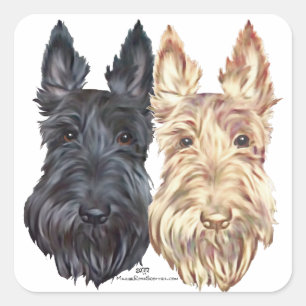 Svarta & Vete Skotska Terriers Fyrkantigt Klistermärke