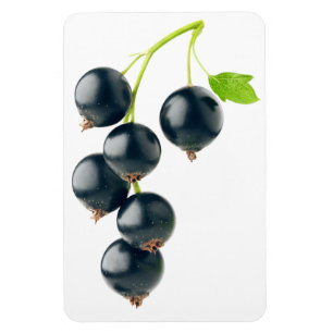 Svarta vinbär magnet