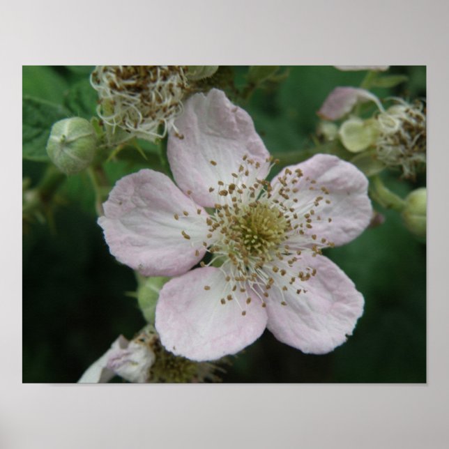 Svartbär Blomma Makroaffisch Poster (Framsidan)