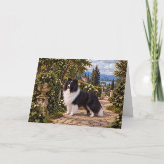 Svartbär, Shetlandska vallhund Kort