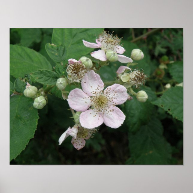 Svartbärsblommor Affisch (Framsidan)