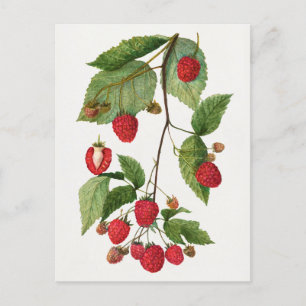 Svartbärsfruits vattenfärggren vykort