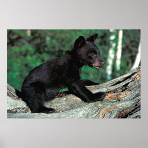 Svartbjörn baby poster