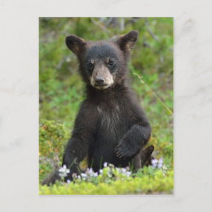 Svartbjörn baby vykort